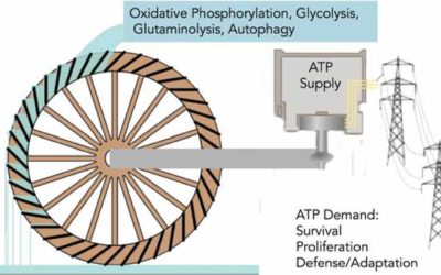 Follow the ATP: Tumor energy production. a perspective