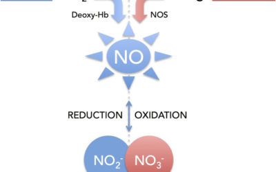 NO to cancer: The complex and multifaceted role of nitric oxide and the epigenetic nitric oxide donor, RRx-001