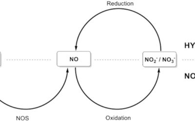 The implications of hyponitroxia in cancer