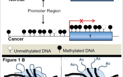 No patient left behind: The promise of immune priming with epigenetic agents.