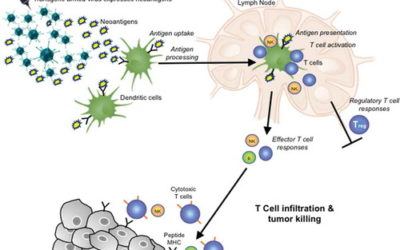 A practical guide to the handling and administration of personalized transcriptionally attenuated oncolytic adenoviruses (PTAVs)