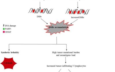 New combinatorial strategies to improve the PARP inhibitors efficacy in the urothelial bladder Cancer treatment.