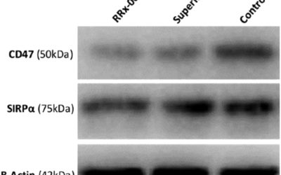 RRx-001 Acts as a Dual Small Molecule Checkpoint Inhibitor by Downregulating CD47 on Cancer Cells and SIRP-alpha on Monocytes/Macrophages.