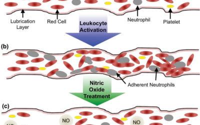 The macrophage stimulating anti-cancer agent, RRx-001, protects against ischemia-reperfusion injury.