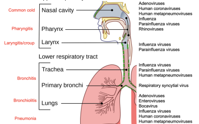 Q&A on the Recent Spike of Respiratory Viruses